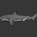 Silver Shark 3D Model With Open Mouth Sharp Teeth And Dark Background