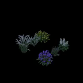 Various Flowers and Plants Featuring White Feathery Grayish Yellow Purple Blooms on Gray Background