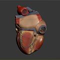 Human Heart Anatomical Model As Chest Organ With Colored Sections For Medical Teaching