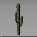 Green Cactus Plant With Multiple Branches And Sharp Spines On Gray Background 3d model