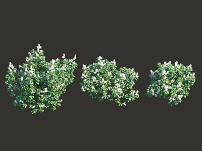 Lush Flowering Shrubs With Green Foliage And White Flowers For Garden Design 3d model