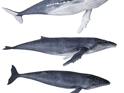 Three Whales of Different Sizes Swimming Gracefully in Marine Underwater World 3d model