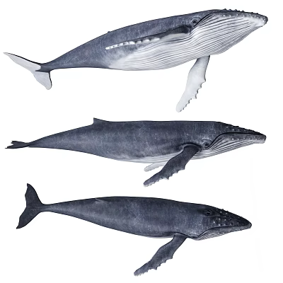 Three Whales of Different Sizes Swimming Gracefully in Marine Underwater World 3d model