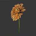Vibrant Orange Dahlia Flower With Multiple Layers Of Petals And Green Stem Against Dark Background