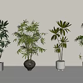 Bonsai Potted Plants with Various Foliage in Different Decorative Pots Arranged Indoors