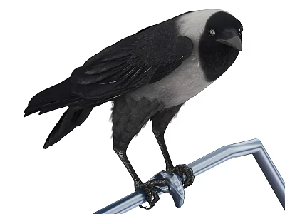 Black and white crow perched on a metal bar with detailed feathers and sharp claws 3d model