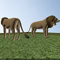 Two Reptile Lizards Standing On Green Grass One Facing Backward One Opening Mouth