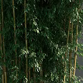 Tall Lush Bamboo Plants With Green And Yellow Stalks And Dense Leaves