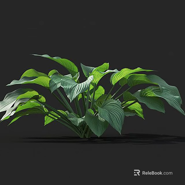Lush Green Leafy Plant With Broad Vibrant Leaves And Healthy Foliage 3d model 