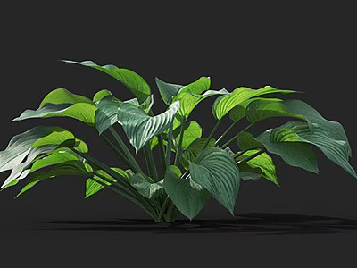 Lush Green Leafy Plant With Broad Vibrant Leaves And Healthy Foliage 3d model