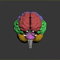 Detailed 3D Human Brain Anatomical Model With Colored Lobes And Neural Structures