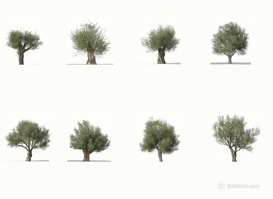 Different Olive Tree Varieties Showcased With Diverse Foliage And Trunk Shapes 3d model 