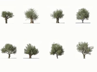 Different Olive Tree Varieties Showcased With Diverse Foliage And Trunk Shapes 3d model