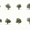 Different Olive Tree Varieties Showcased With Diverse Foliage And Trunk Shapes