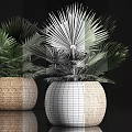 Lush Green Fan Palm Potted Plants In Modern Woven Basket Pots For Indoor Decor