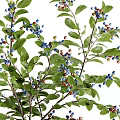 Decorative Vase With Natural Branches Green Leaves And Blue Berries For Home Decor