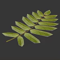 Lush Green Compound Leaf Plant Organ With Feathery Leaflets On Dark Background