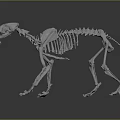 Highly Detailed 3D Rendered Cat Skeleton Anatomical Structure Model