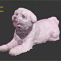 White Dog Wearing Colorful Polka Dot Bandana Lying Down With Tongue Out On Black Background