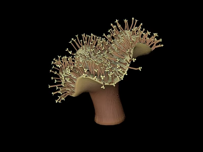 Branching Marine Coral Polyps with Brown Base and Yellow Tentacles in Ocean Habitat 3d model