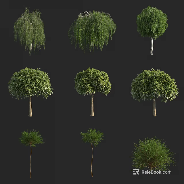 Various Types of Arbor Trees with Weeping and Rounded Canopy Shapes for Landscaping 3d model 