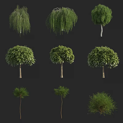 Various Types of Arbor Trees with Weeping and Rounded Canopy Shapes for Landscaping 3d model