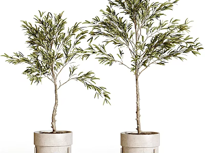 Potted Olive Trees in Light Gray Concrete Planters with Lush Green Foliage 3d model