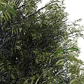 Arbor Tree With Lush Green Foliage And Sturdy Natural Trunk Structure