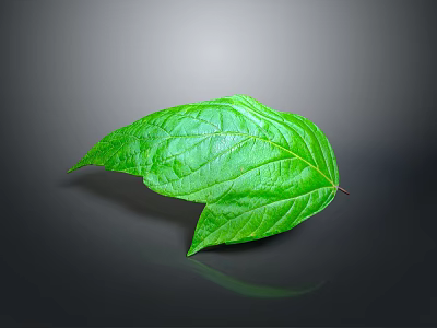 Vibrant fresh green leaf with clear visible veins on gray background 3d model