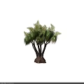 Lush Arbor With Multiple Trunks Pale Foliage And Visible Root Base