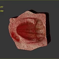 Ancient Trilobite Fossil Embedded in Rock Showing Preserved Exoskeleton Details