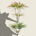 Colorful Foliage Shrubs With Varied Leaf Tones And Slender Branches For Garden Landscaping