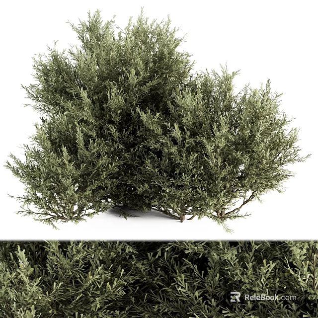 Garden Ornament Decorative Green Shrub With Lush Dense Foliage For Outdoor Garden Landscaping 3d model 