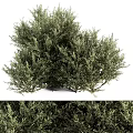 Garden Ornament Decorative Green Shrub With Lush Dense Foliage For Outdoor Garden Landscaping