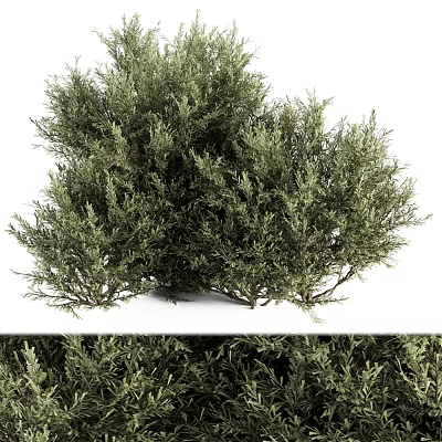Garden Ornament Decorative Green Shrub With Lush Dense Foliage For Outdoor Garden Landscaping 3d model