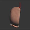 Detailed Anatomical Cross Section Model Displaying Internal Layers And Red Vessel