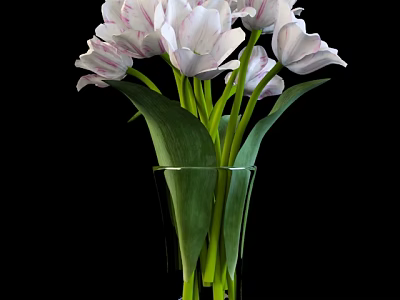 Transparent Glass Vase With White Pink Striped Tulips Green Leaves And Stems On Black Background 3d model