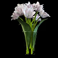 Transparent Glass Vase With White Pink Striped Tulips Green Leaves And Stems On Black Background
