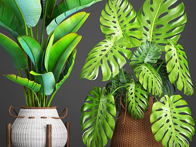Potted Plants With Various Green Leaves Monstera In White Brown Woven Pots Gray Background 3d model