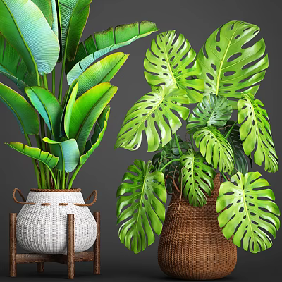 Potted Plants With Various Green Leaves Monstera In White Brown Woven Pots Gray Background 3d model