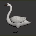 White Swan With Yellow Beak And Black Feet Standing On Gray Background