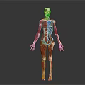 Detailed 3D Human Limbs Anatomical Model Displaying Skeleton And Muscle Structure