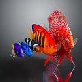 Vibrant Colorful Tropical Fish In Red Orange Blue Purple Swimming On Dark Background With Reflection
