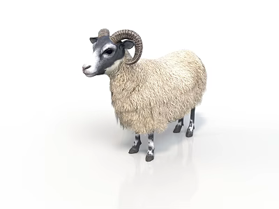 Single Thick Woolly Sheep With Curved Horns Standing On White Background 3d model
