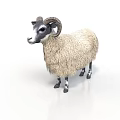 Single Thick Woolly Sheep With Curved Horns Standing On White Background