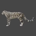 Wildlife Snow Leopard Standing Gracefully With Spotted Coat In Natural Mountain Habitat