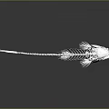 Detailed Fish Skeleton Structure With Complete Bone Remains On Dark Reflective Surface 3d model