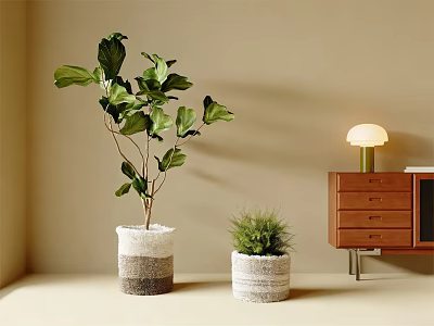 Bonsai Potted Plants With Fiddle Leaf Fig And Green Plant In Textured White Pots Indoor Beige Wall Wooden Cabinet Table Lamp 3d model