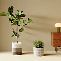 Bonsai Potted Plants With Fiddle Leaf Fig And Green Plant In Textured White Pots Indoor Beige Wall Wooden Cabinet Table Lamp
