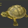 Turtle Cartoon Turtle Snapping Turtle Chickbill Turtle Reptile Cold Blooded Animal Reptile Class 3d model